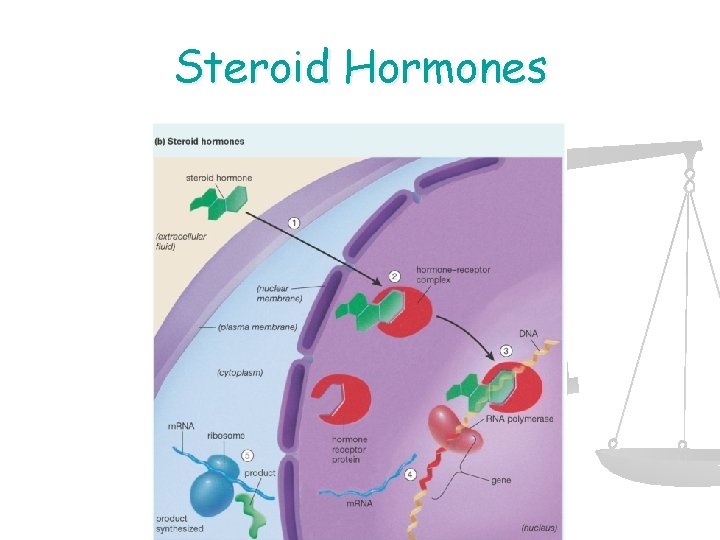 Steroid Hormones 
