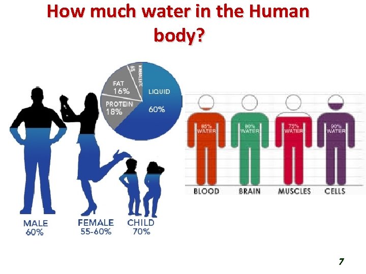 How much water in the Human body? 7 