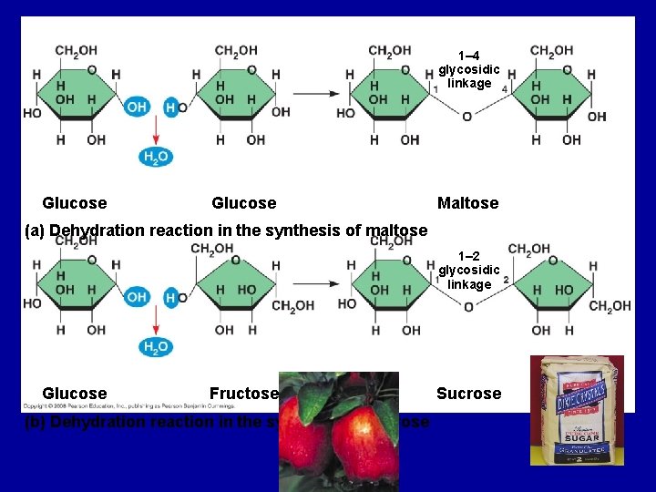 1– 4 glycosidic linkage Glucose Maltose (a) Dehydration reaction in the synthesis of maltose