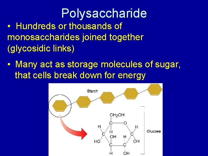 Polysaccharide • Hundreds or thousands of monosaccharides joined together (glycosidic links) • Many act