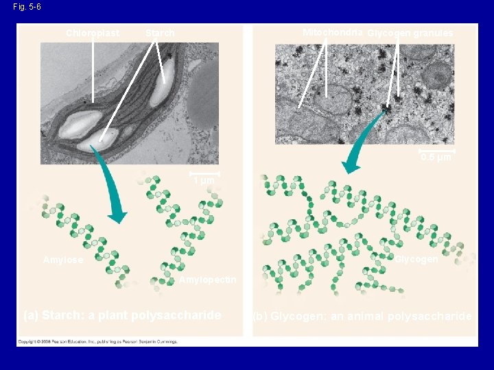 Fig. 5 -6 Chloroplast Mitochondria Glycogen granules Starch 0. 5 µm 1 µm Glycogen