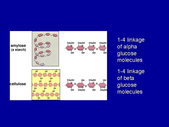 1 -4 linkage of alpha glucose molecules 1 -4 linkage of beta glucose molecules