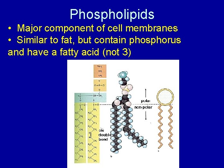 Phospholipids • Major component of cell membranes • Similar to fat, but contain phosphorus