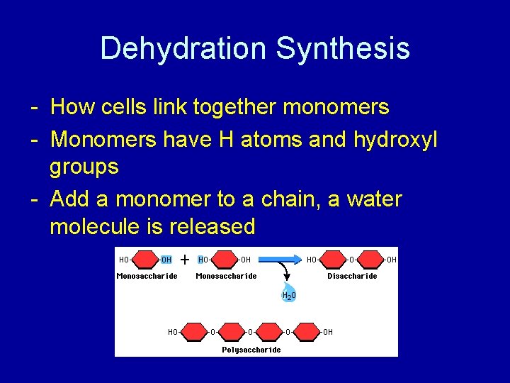 Dehydration Synthesis - How cells link together monomers - Monomers have H atoms and