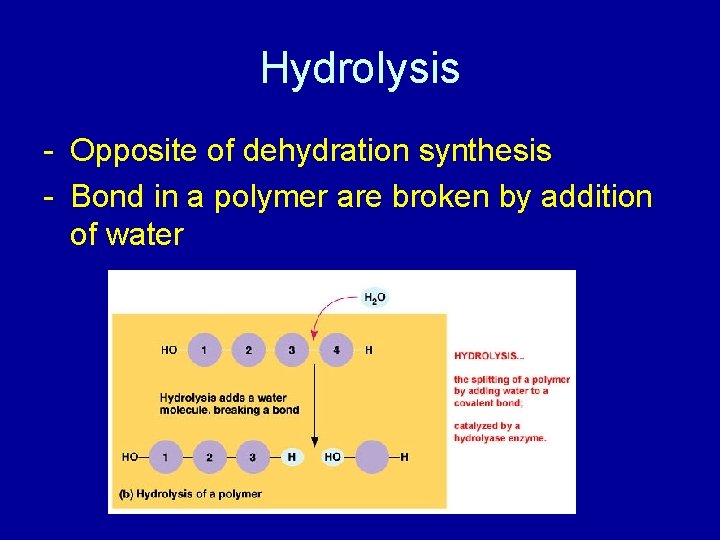 Hydrolysis - Opposite of dehydration synthesis - Bond in a polymer are broken by