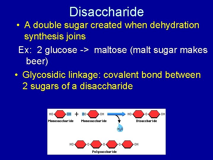 Disaccharide • A double sugar created when dehydration synthesis joins Ex: 2 glucose ->
