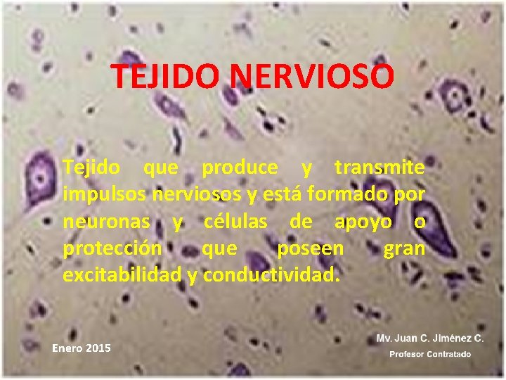 TEJIDO NERVIOSO Tejido que produce y transmite impulsos nerviosos y está formado por neuronas