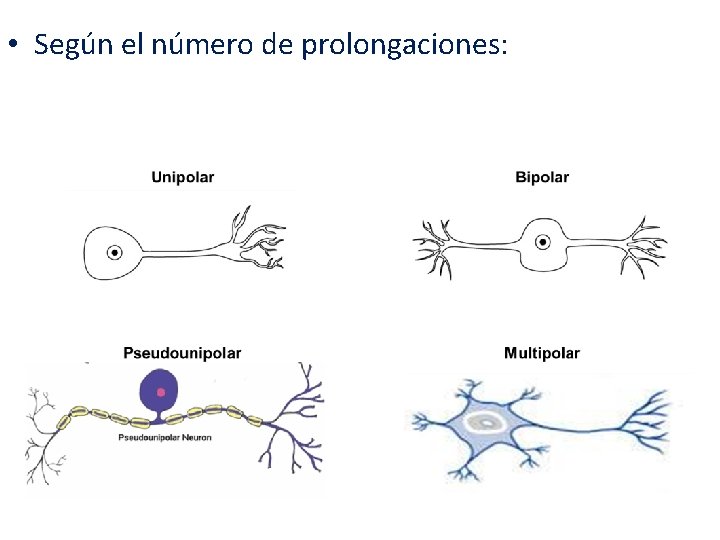  • Según el número de prolongaciones: 