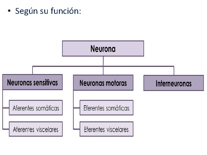  • Según su función: 