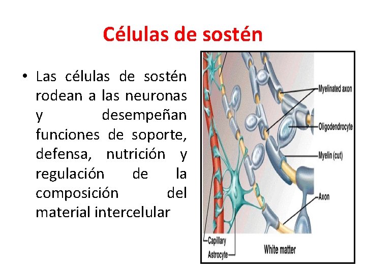 Células de sostén • Las células de sostén rodean a las neuronas y desempeñan