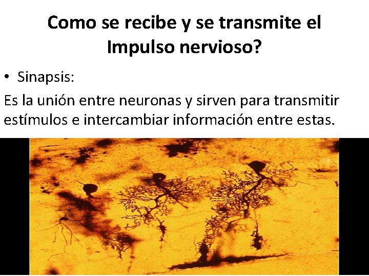 Como se recibe y se transmite el Impulso nervioso? • Sinapsis: Es la unión