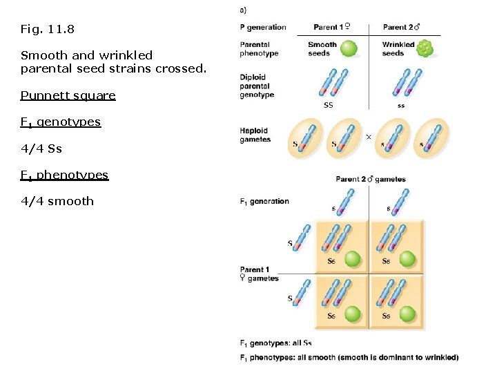 Fig. 11. 8 Smooth and wrinkled parental seed strains crossed. Punnett square F 1 Fig. 11. 8 Smooth and wrinkled parental seed strains crossed. Punnett square F 1