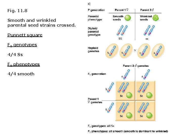 Fig. 11. 8 Smooth and wrinkled parental seed strains crossed. Punnett square F 1