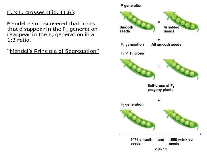 F 1 x F 1 crosses (Fig. 11. 6): Mendel also discovered that traits