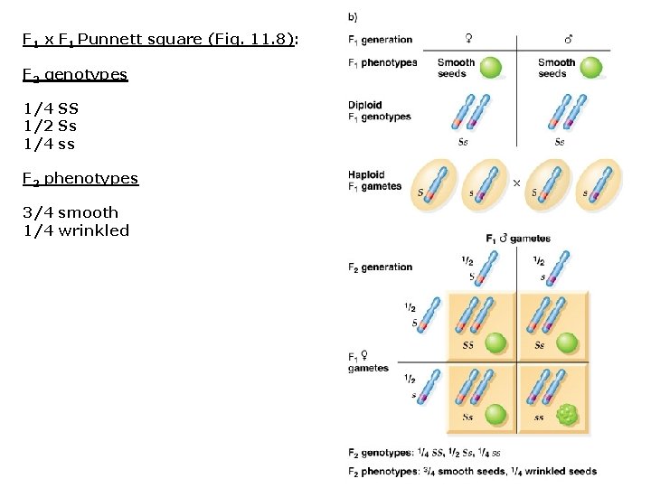 F 1 x F 1 Punnett square (Fig. 11. 8): F 2 genotypes 1/4 F 1 x F 1 Punnett square (Fig. 11. 8): F 2 genotypes 1/4