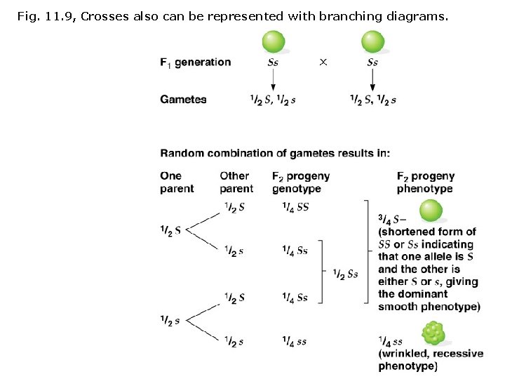 Fig. 11. 9, Crosses also can be represented with branching diagrams. Fig. 11. 9, Crosses also can be represented with branching diagrams.