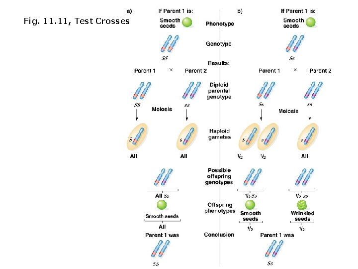 Fig. 11, Test Crosses 