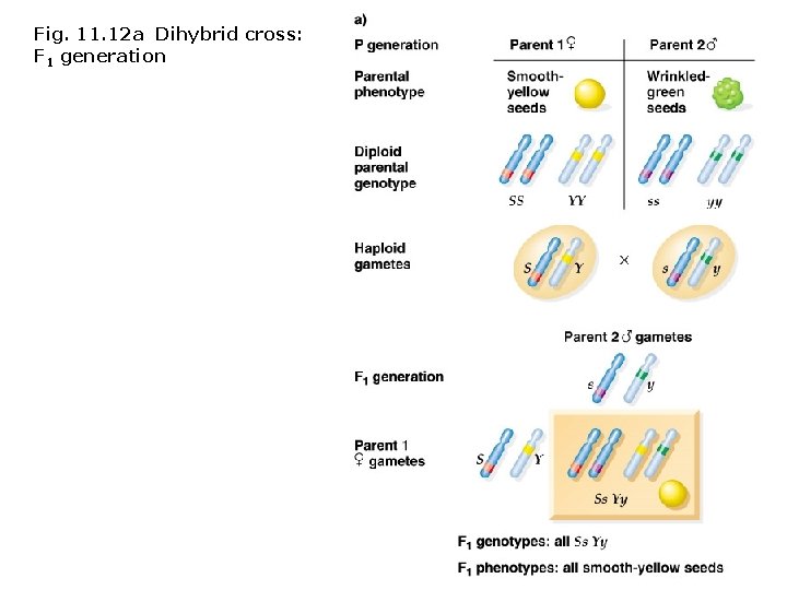 Fig. 11. 12 a Dihybrid cross: F 1 generation Fig. 11. 12 a Dihybrid cross: F 1 generation