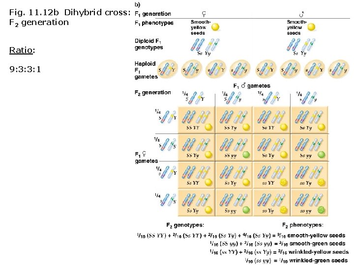 Fig. 11. 12 b Dihybrid cross: F 2 generation Ratio: 9: 3: 3: 1 Fig. 11. 12 b Dihybrid cross: F 2 generation Ratio: 9: 3: 3: 1