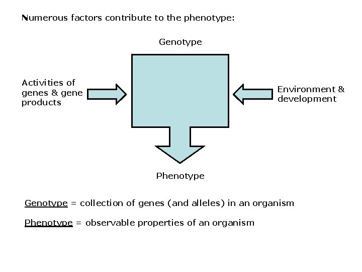 Numerous factors contribute to the phenotype: Genotype Activities of genes & gene products Environment Numerous factors contribute to the phenotype: Genotype Activities of genes & gene products Environment
