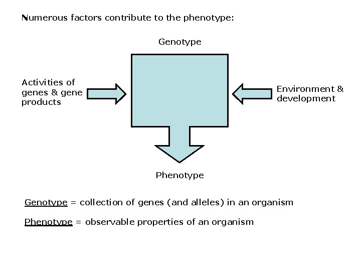 Numerous factors contribute to the phenotype: Genotype Activities of genes & gene products Environment