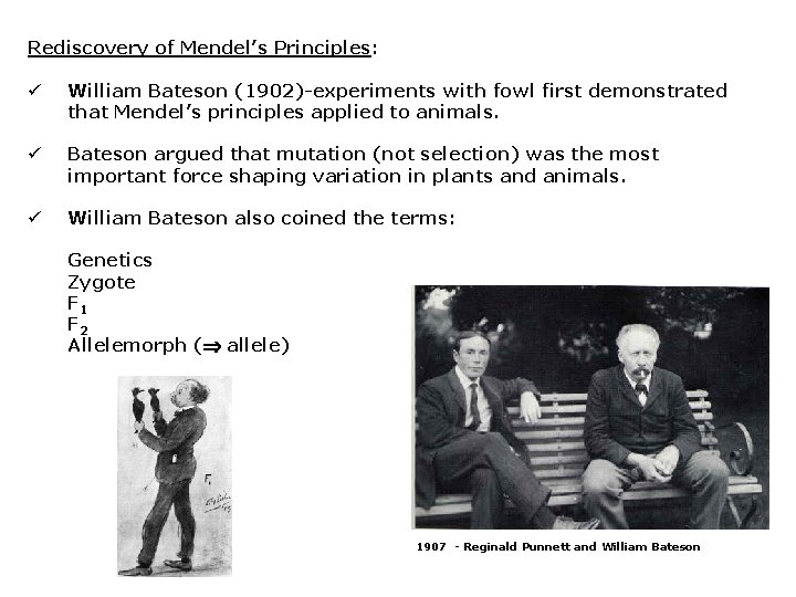 Rediscovery of Mendel’s Principles: ü William Bateson (1902)-experiments with fowl first demonstrated that Mendel’s