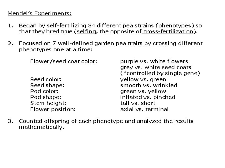 Mendel’s Experiments: 1. Began by self-fertilizing 34 different pea strains (phenotypes) so that they Mendel’s Experiments: 1. Began by self-fertilizing 34 different pea strains (phenotypes) so that they
