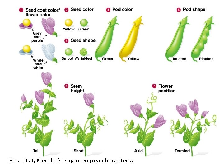 Fig. 11. 4, Mendel’s 7 garden pea characters. 