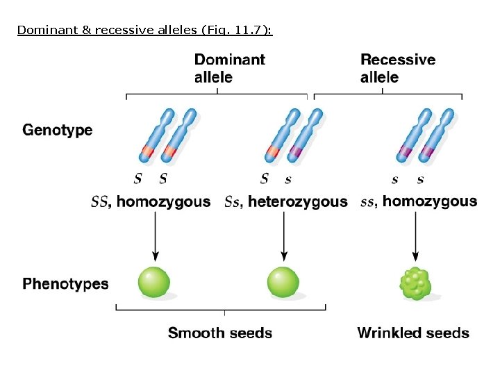 Dominant & recessive alleles (Fig. 11. 7): Dominant & recessive alleles (Fig. 11. 7):
