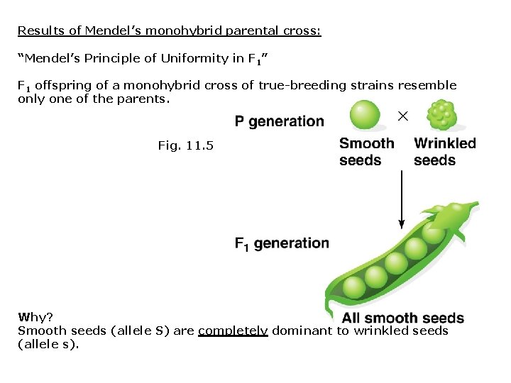 Results of Mendel’s monohybrid parental cross: “Mendel’s Principle of Uniformity in F 1” F Results of Mendel’s monohybrid parental cross: “Mendel’s Principle of Uniformity in F 1” F