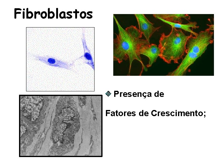 Fibroblastos Presença de Fatores de Crescimento; 