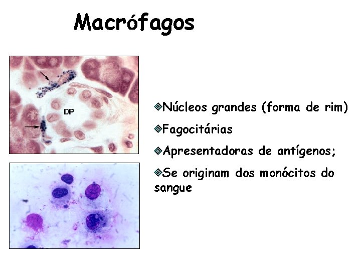 Macrófagos Núcleos grandes (forma de rim) Fagocitárias Apresentadoras de antígenos; Se originam dos monócitos