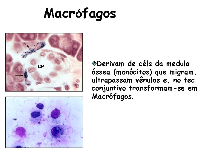 Macrófagos Derivam de céls da medula óssea (monócitos) que migram, ultrapassam vênulas e, no