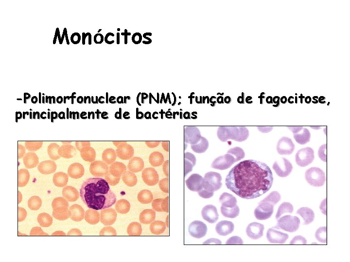 Monócitos -Polimorfonuclear principalmente de (PNM); função de fagocitose, bactérias 