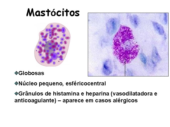 Mastócitos Globosas Núcleo pequeno, esféricocentral Grânulos de histamina e heparina (vasodilatadora e anticoagulante) –