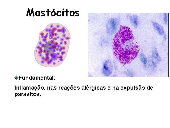 Mastócitos Fundamental: Inflamação, nas reações alérgicas e na expulsão de parasitos. 