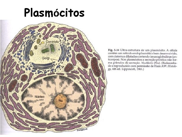 Plasmócitos 