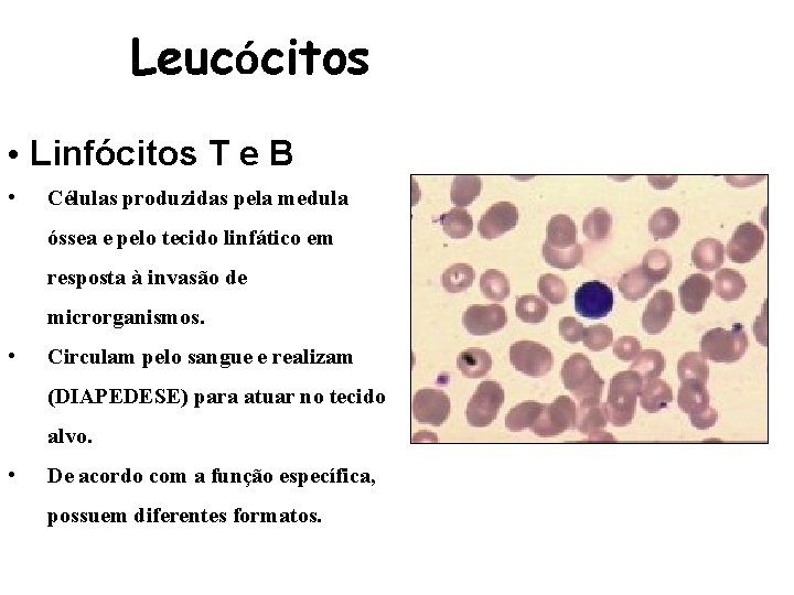 Leucócitos • Linfócitos T e B • Células produzidas pela medula óssea e pelo