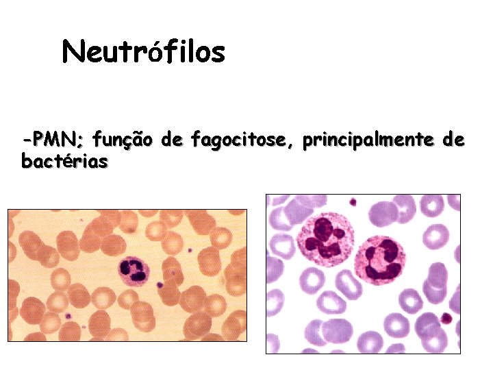 Neutrófilos -PMN; função de fagocitose, principalmente de bactérias 