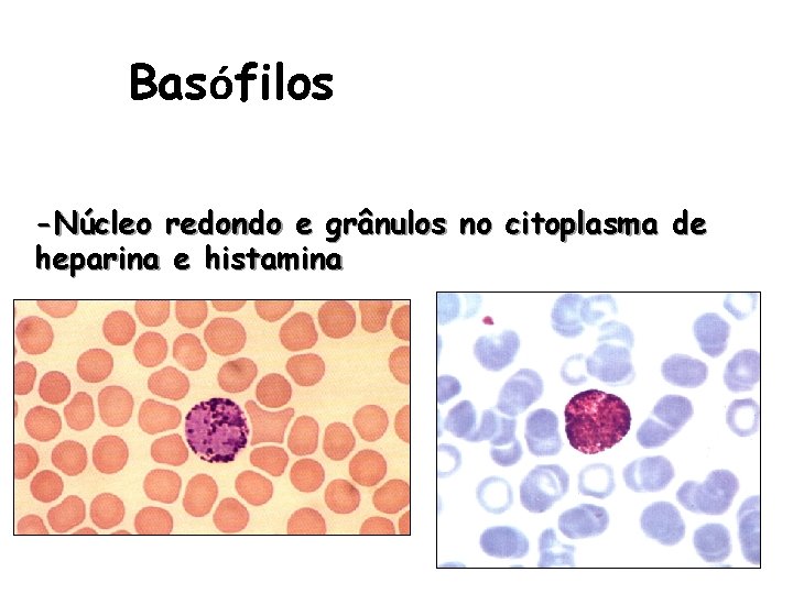 Basófilos -Núcleo redondo e grânulos no citoplasma de heparina e histamina 