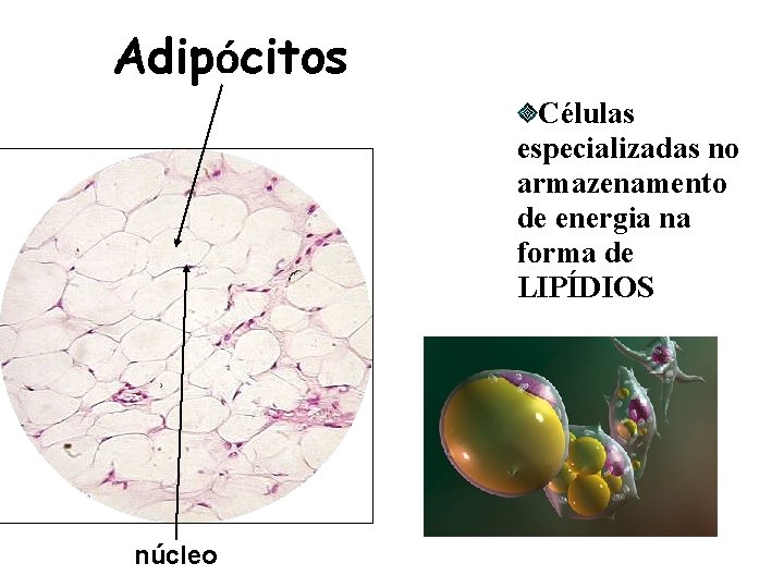 Adipócitos Células especializadas no armazenamento de energia na forma de LIPÍDIOS núcleo 