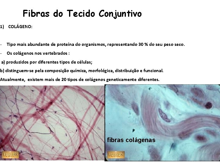 Fibras do Tecido Conjuntivo 1) COLÁGENO: - Tipo mais abundante de proteína do organismos,