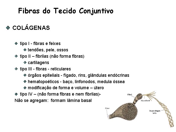 Fibras do Tecido Conjuntivo COLÁGENAS tipo I - fibras e feixes tendões, pele, ossos