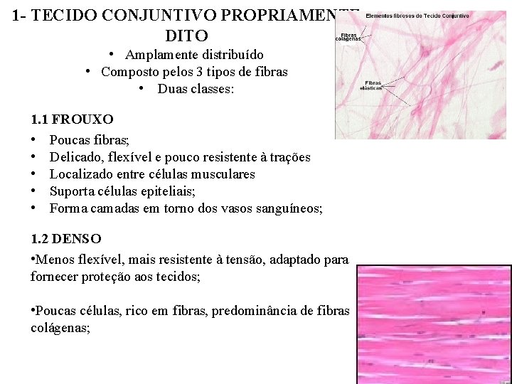 1 - TECIDO CONJUNTIVO PROPRIAMENTE DITO • Amplamente distribuído • Composto pelos 3 tipos