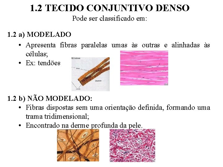 1. 2 TECIDO CONJUNTIVO DENSO Pode ser classificado em: 1. 2 a) MODELADO •