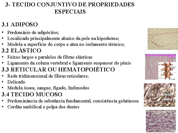 3 - TECIDO CONJUNTIVO DE PROPRIEDADES ESPECIAIS 3. 1 ADIPOSO • Predomínio de adipócitos;