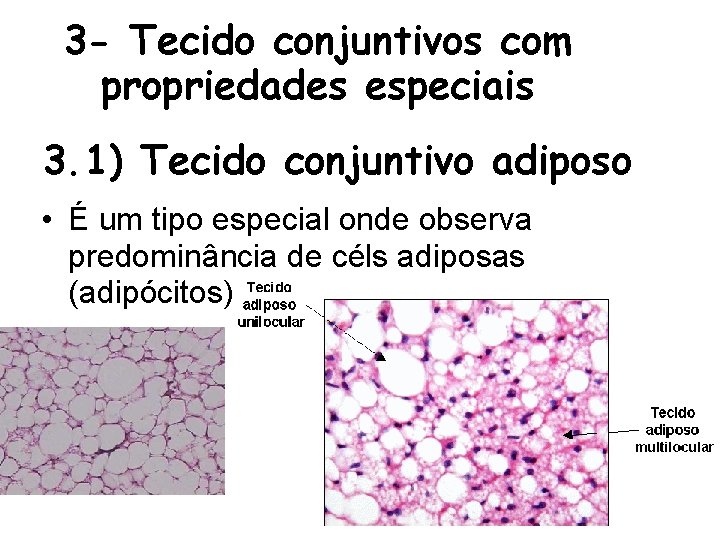 3 - Tecido conjuntivos com propriedades especiais 3. 1) Tecido conjuntivo adiposo • É