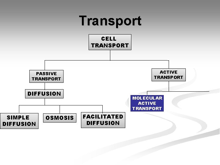 Transport CELL TRANSPORT ACTIVE TRANSPORT PASSIVE TRANSPORT DIFFUSION SIMPLE DIFFUSION OSMOSIS MOLECULAR ACTIVE TRANSPORT Transport CELL TRANSPORT ACTIVE TRANSPORT PASSIVE TRANSPORT DIFFUSION SIMPLE DIFFUSION OSMOSIS MOLECULAR ACTIVE TRANSPORT