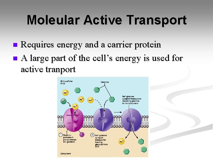 Moleular Active Transport Requires energy and a carrier protein n A large part of Moleular Active Transport Requires energy and a carrier protein n A large part of
