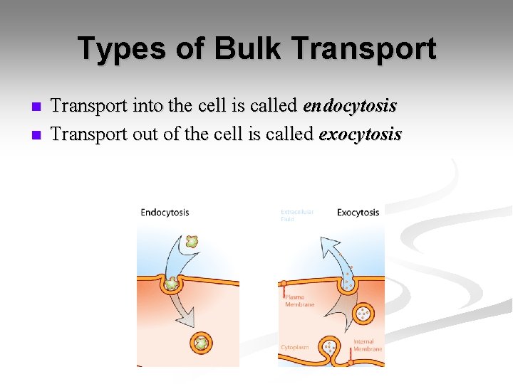 Types of Bulk Transport n n Transport into the cell is called endocytosis Transport Types of Bulk Transport n n Transport into the cell is called endocytosis Transport